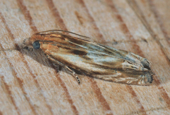 Tortricidae 48